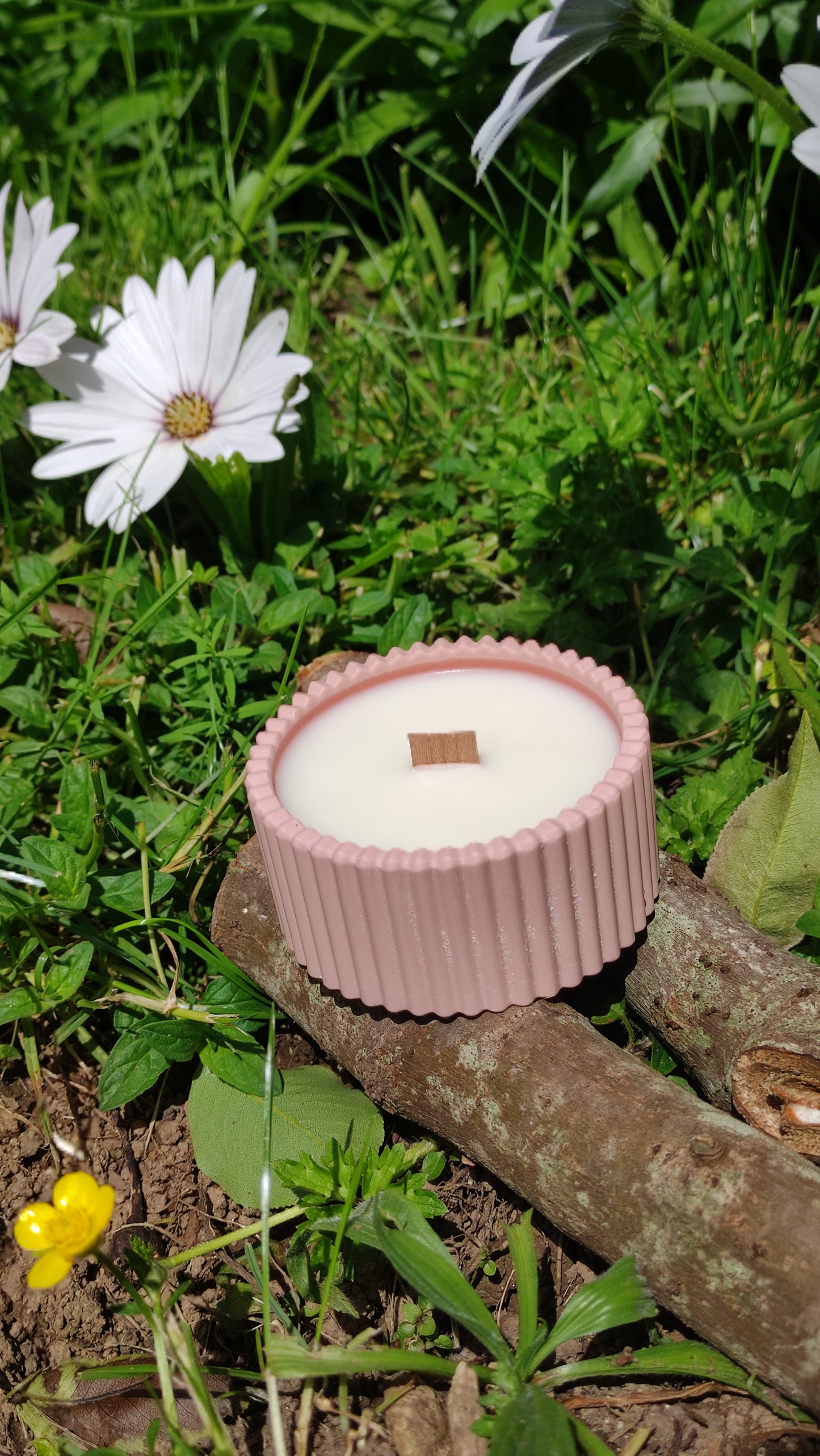 Bougie parfumée fleurs de coton dans un support rond strié rose en jesmonite, mèche en bois