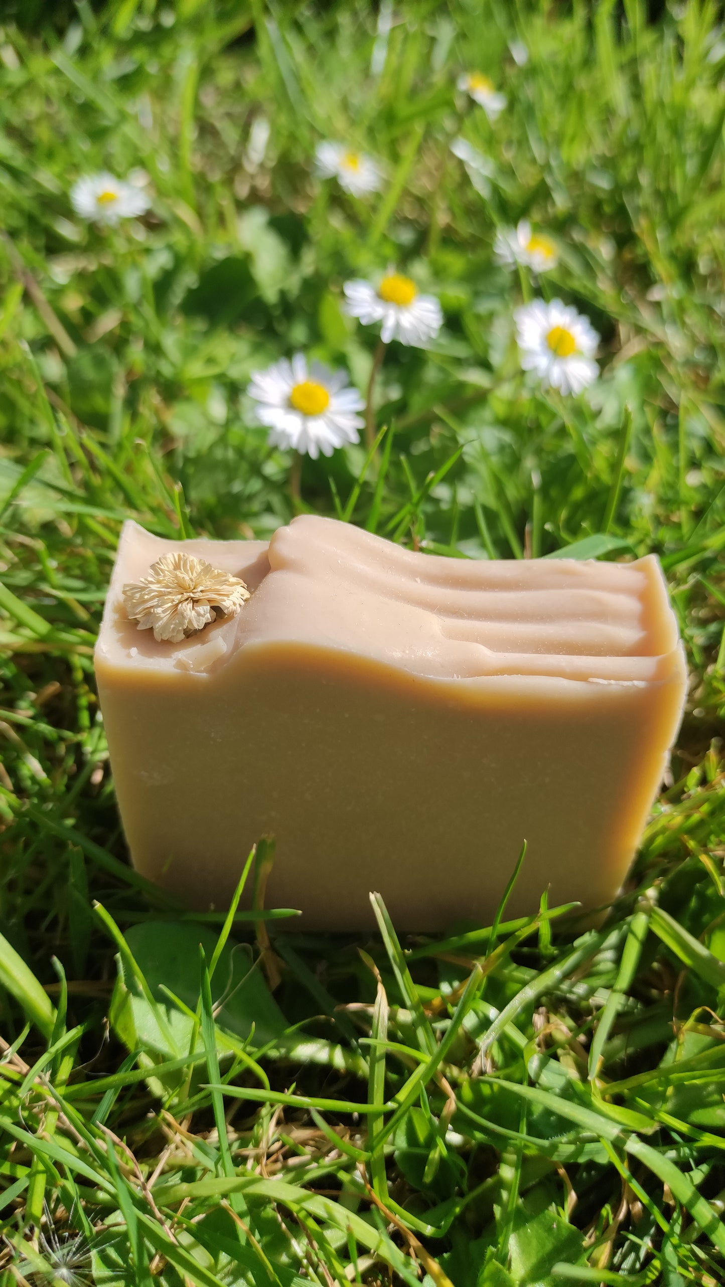 Savon artisanal saponifié à froid. Il est rose pâle avec ne fleur de camomille sur le dessus. Il est posé dans l'herbe au milieu des pâquerettes
