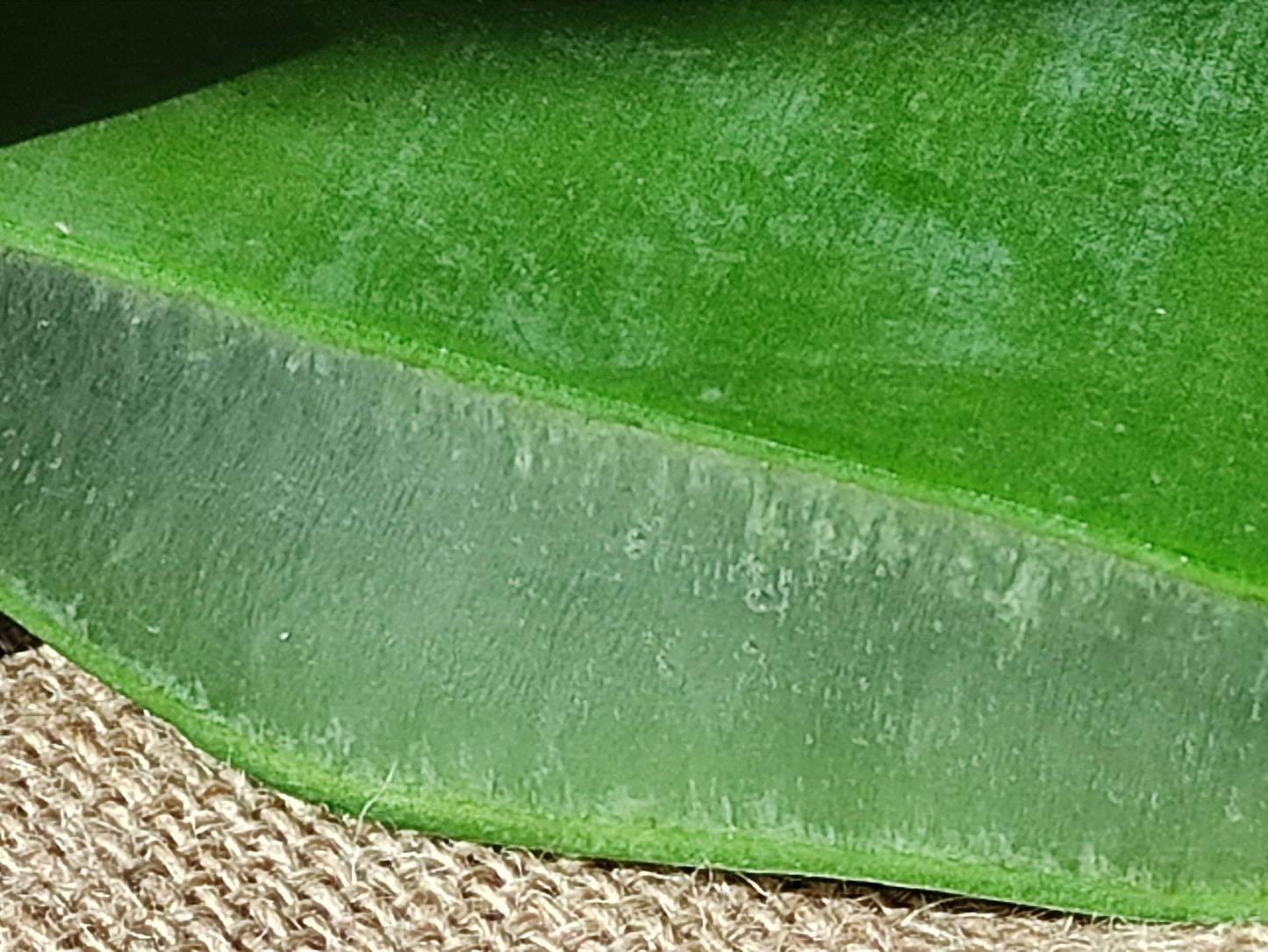 tranche d'une feuille d'aloe vera