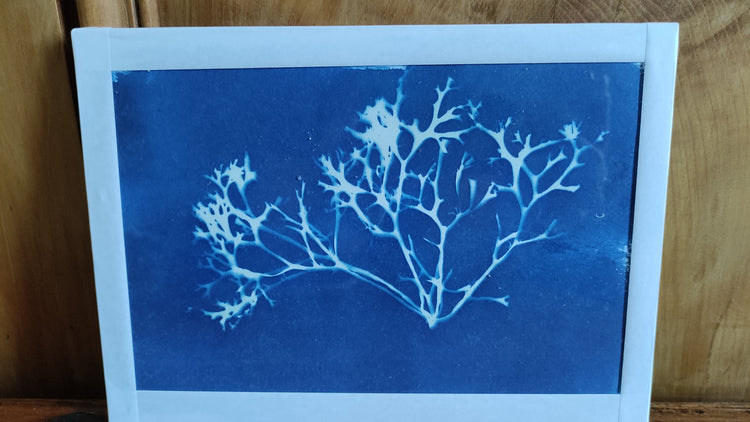 Cyanotypes