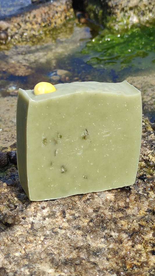 Savon naturel saponifié à froid au sel, aux algues et à la spiruline avec un coquillage sur le dessus. Il est très doux et son parfum est iodé.